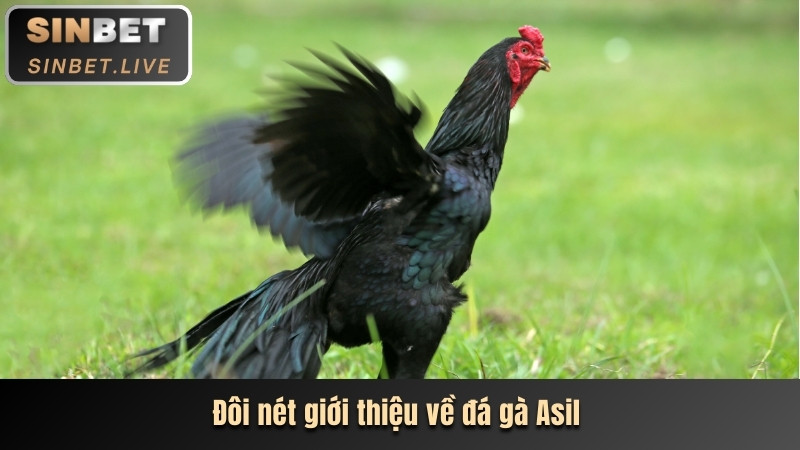 doi net gioi thieu ve da ga asil