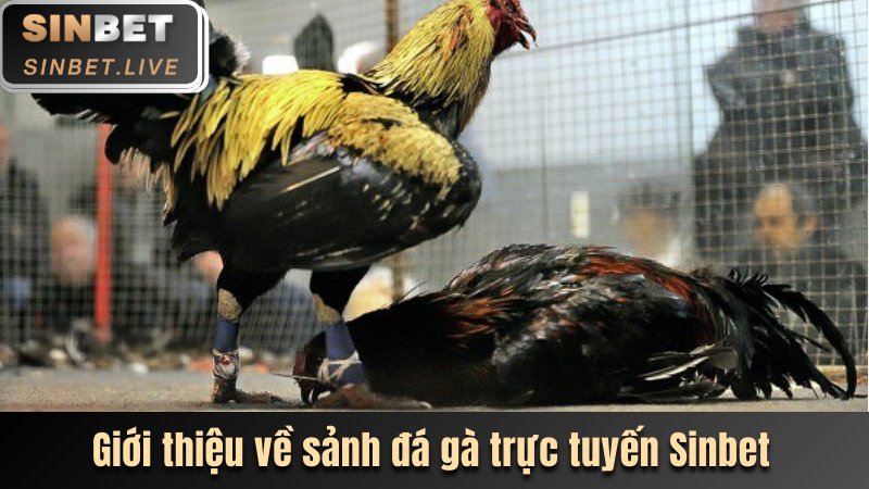 Giới thiệu đôi nét về sảnh đá gà trực tuyến sinbet