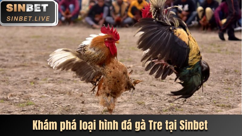 Khám phá loại hình đá gà Tre tại sinbet