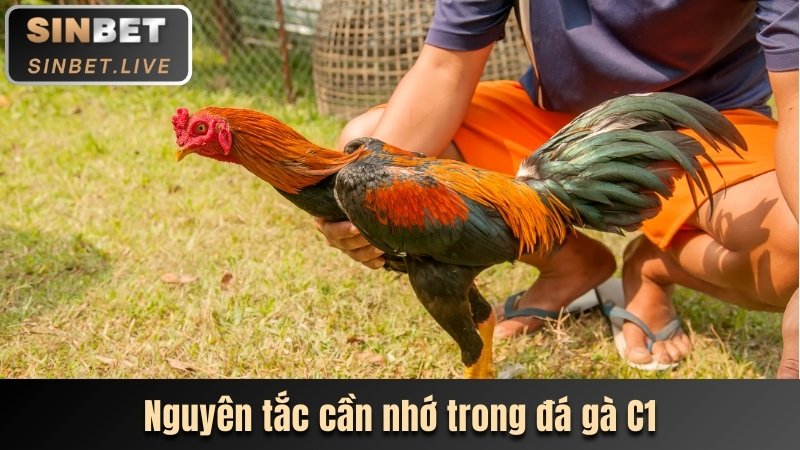 Đá Gà C1 - Dự Đoán Chính Xác Nhận Tiền Thưởng Giá Trị 2 nguyen tac can nho trong da ga c1