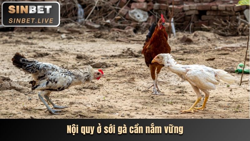 noi quy o soi ga can nam vung