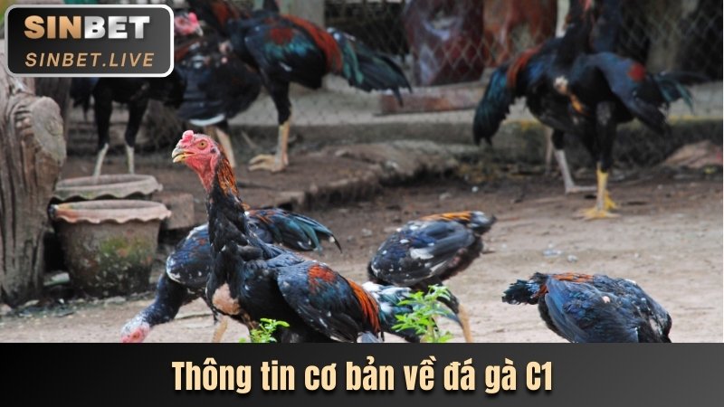 Đá Gà C1 - Dự Đoán Chính Xác Nhận Tiền Thưởng Giá Trị 1 thong tin co ban ve da ga c1