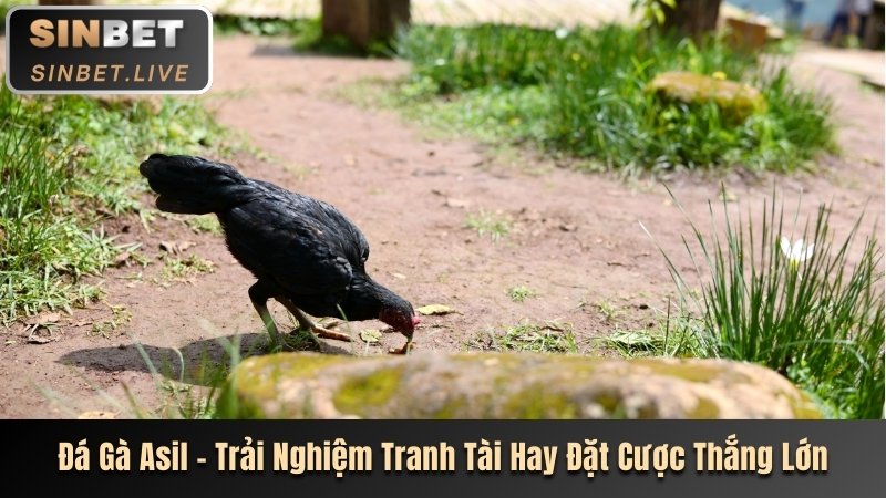 Đá Gà Asil